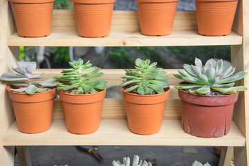 cactus succulent in pot