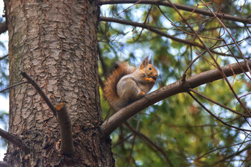 Squirrel on branch pine.