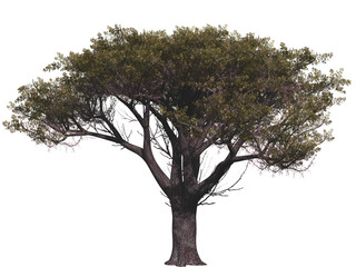 Green tree isolated on white background, 3 d render