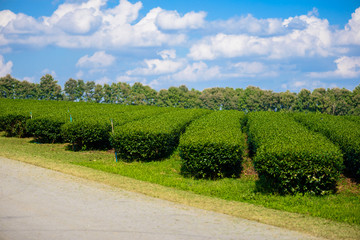 Fototapeta na wymiar Green tea field with blue sky