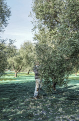 Olive harvesting in small village in Puglia region in south of Italy.