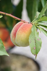 Zwergobst Pfirsich 5