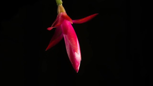 Expands red cactus flower Schlumbergera on a black background.