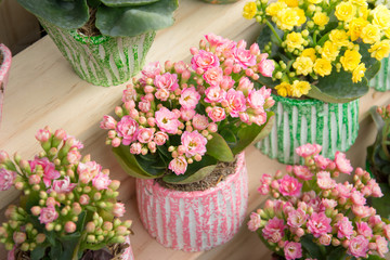 cactus succulent in pot