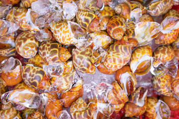 Seafood. Close up of raw mollusk in shells on the market.