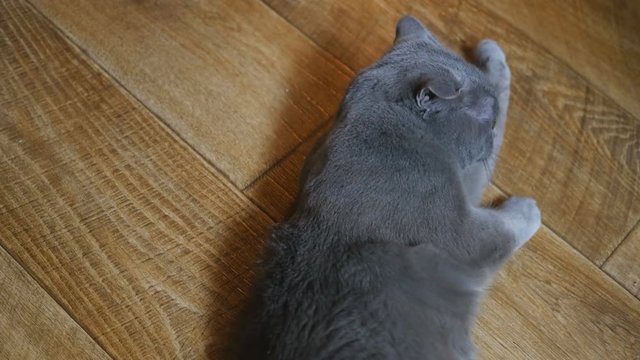 British cat lying on the floor on his back, trying to sleep. British cat happy