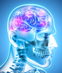 Fototapeta premium Human Internal Organic - Brain.