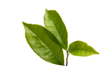 Fototapeta premium green tea leaf