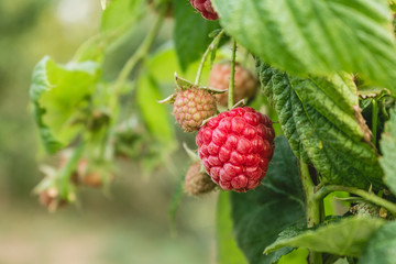 Ripe organic raspberry, growing on a branch.