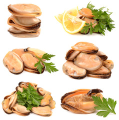 mussels on a white background