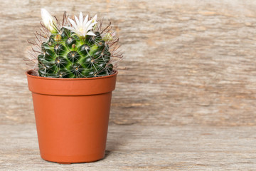 Blossoming cactus in pot