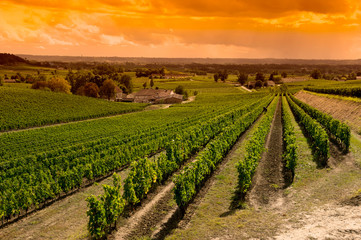 Fototapeta na wymiar Vineyard Sunrise-Vineyards of Saint Emilion, Bordeaux Vineyards