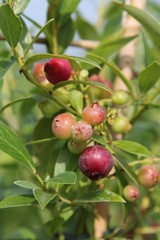 Heidelbeere Vaccinium corymbosum Pink 3