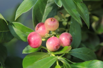 Heidelbeere Vaccinium corymbosum Pink 10