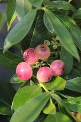 Heidelbeere Vaccinium corymbosum Pink 11