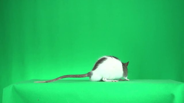 rat is smelling on a green background