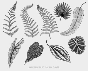 engraved, hand drawn tropical or exotic leaves isolated, leaf of different vintage looking plants. monstera and fern, palm with banana botany set
