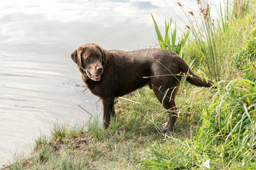 An alert adult chocolate colored Labrador Retriever stands at the water's edge while looking behind.