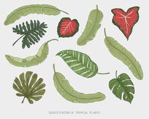 engraved, hand drawn tropical or exotic leaves isolated, leaf of different vintage looking plants. monstera and fern, palm with banana botany set