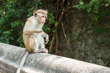 Macaca sinica on the rocks of the Golden Temple, Dambulla.