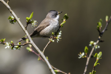 Klappergrasmücke (Sylvia curruca)