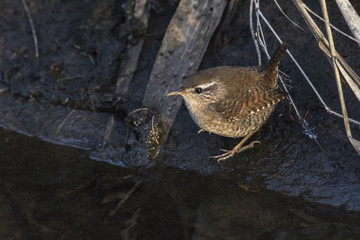Zaunkönig (Troglodytes troglodytes)