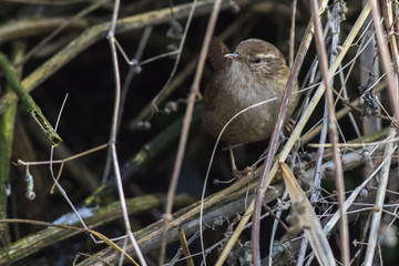 Zaunkönig (Troglodytes troglodytes)