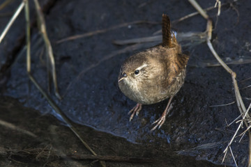 Zaunkönig (Troglodytes troglodytes)