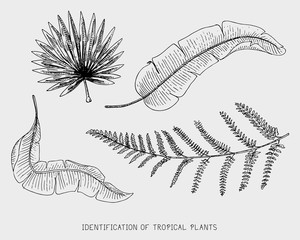 engraved, hand drawn tropical or exotic leaves isolated, leaf of different vintage looking plants. monstera and fern, palm with banana botany set