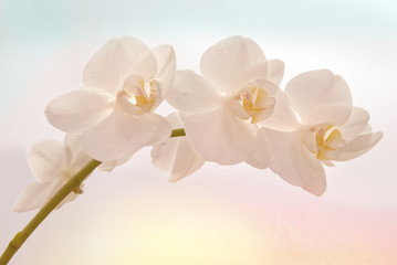 Fototapeta na wymiar orchidée matin