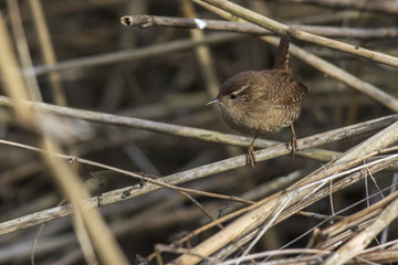 Zaunkönig (Troglodytes troglodytes)