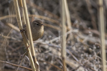 Zaunkönig (Troglodytes troglodytes)