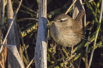 Zaunkönig (Troglodytes troglodytes)