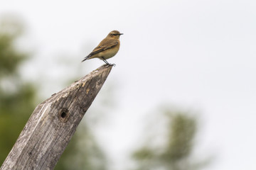 Steinschmätzer (Oenanthe oenanthe)