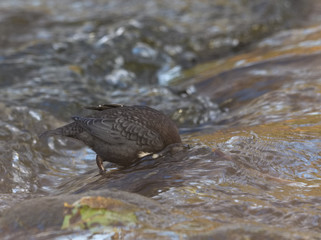 Dipper - Cinclus cinclus