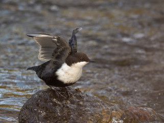 Dipper - Cinclus cinclus
