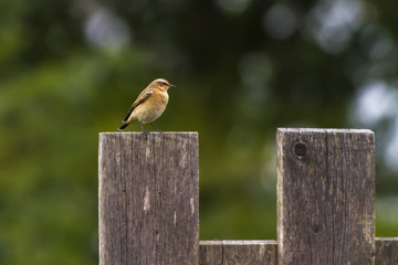 Steinschmätzer (Oenanthe oenanthe)