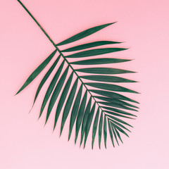 palm leaf on a pink background. minimal and flat lay