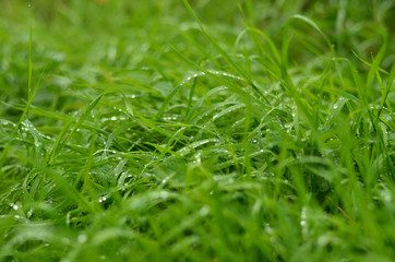 Fresh green grass with raindrops close-up