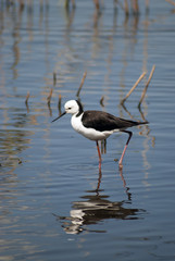 Obraz premium black winged stilt in shallow water with reflection