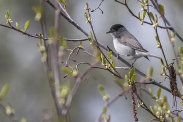 Mönchsgrasmücke (Sylvia atripacilla)