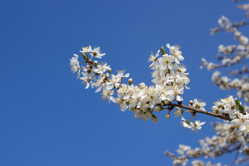 cherry blossoms on a blue background