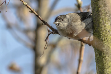 Mönchsgrasmücke (Sylvia atripacilla)