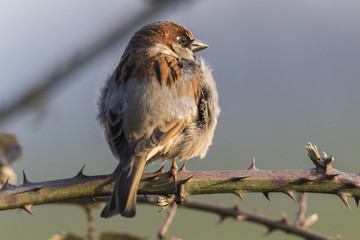 Haussperling (Passer domesticus)
