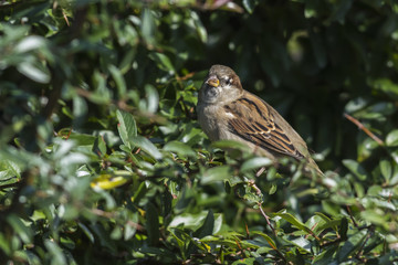 Haussperling (Passer domesticus)