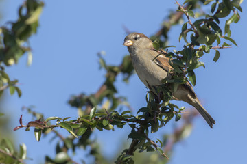 Haussperling (Passer domesticus)