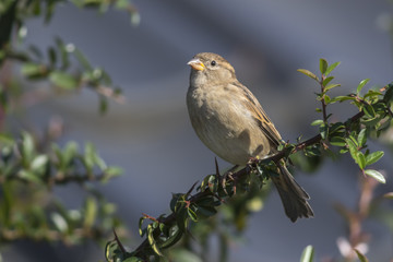 Haussperling (Passer domesticus)