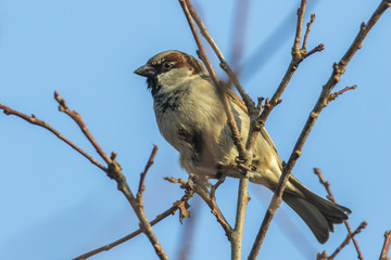 Haussperling (Passer domesticus)