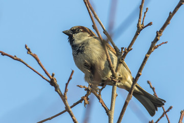 Haussperling (Passer domesticus)