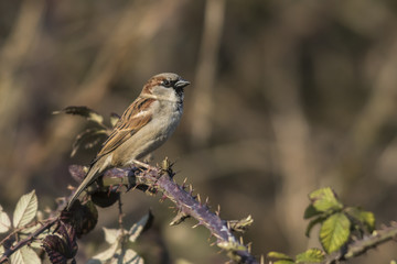 Haussperling (Passer domesticus)